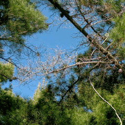 map tile - pine trees