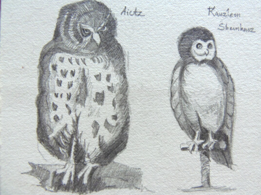 2024.05.16 - pencil reproduction of two owls, aictz and kauzlen skeinkaiz