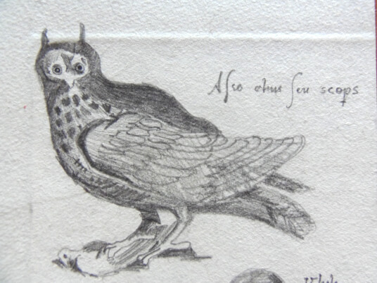 2024.05.16 - pencil reproduction of an owl, also alius seu scops