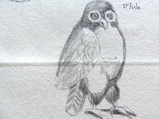 2024.05.16 - pencil reproduction of an owl, ulula