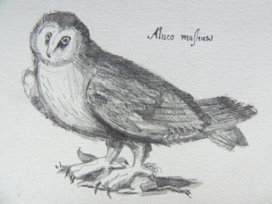 2024.05.16 - pencil reproduction of an owl, aluco masliuw