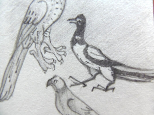 2024.11.03 - pencil reproductions of what look like a magpie and a falcon