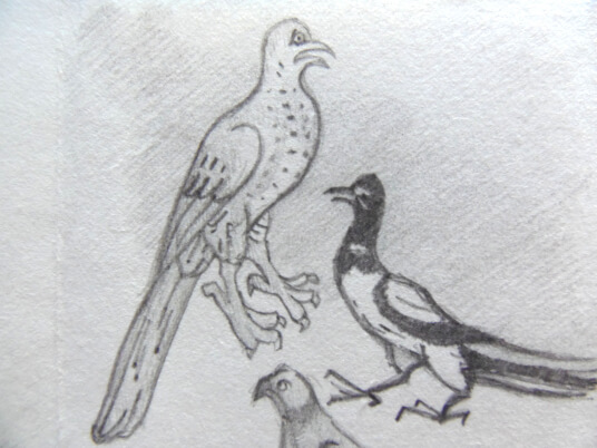 2024.11.03 - pencil reproduction of a shocked looking pigeon