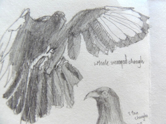 2024.11.04 - pencil drawing of a chough in flight