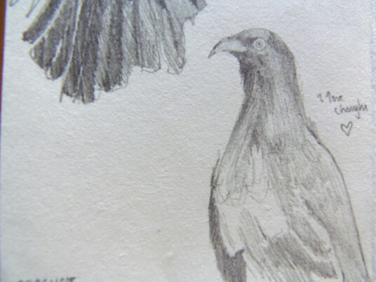 2024.11.04 - pencil drawing of an upright chough